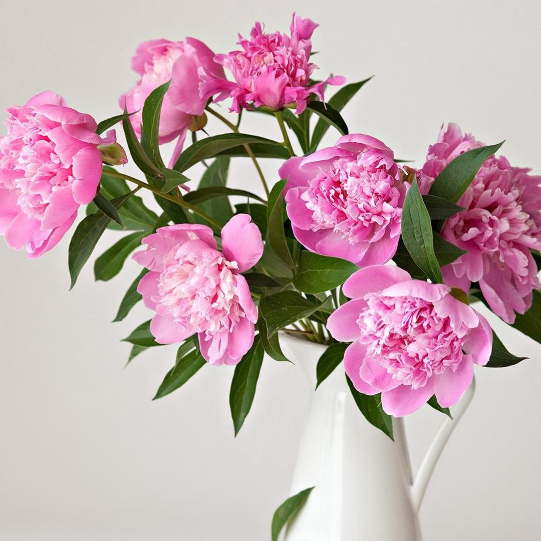 江北花姐🌺