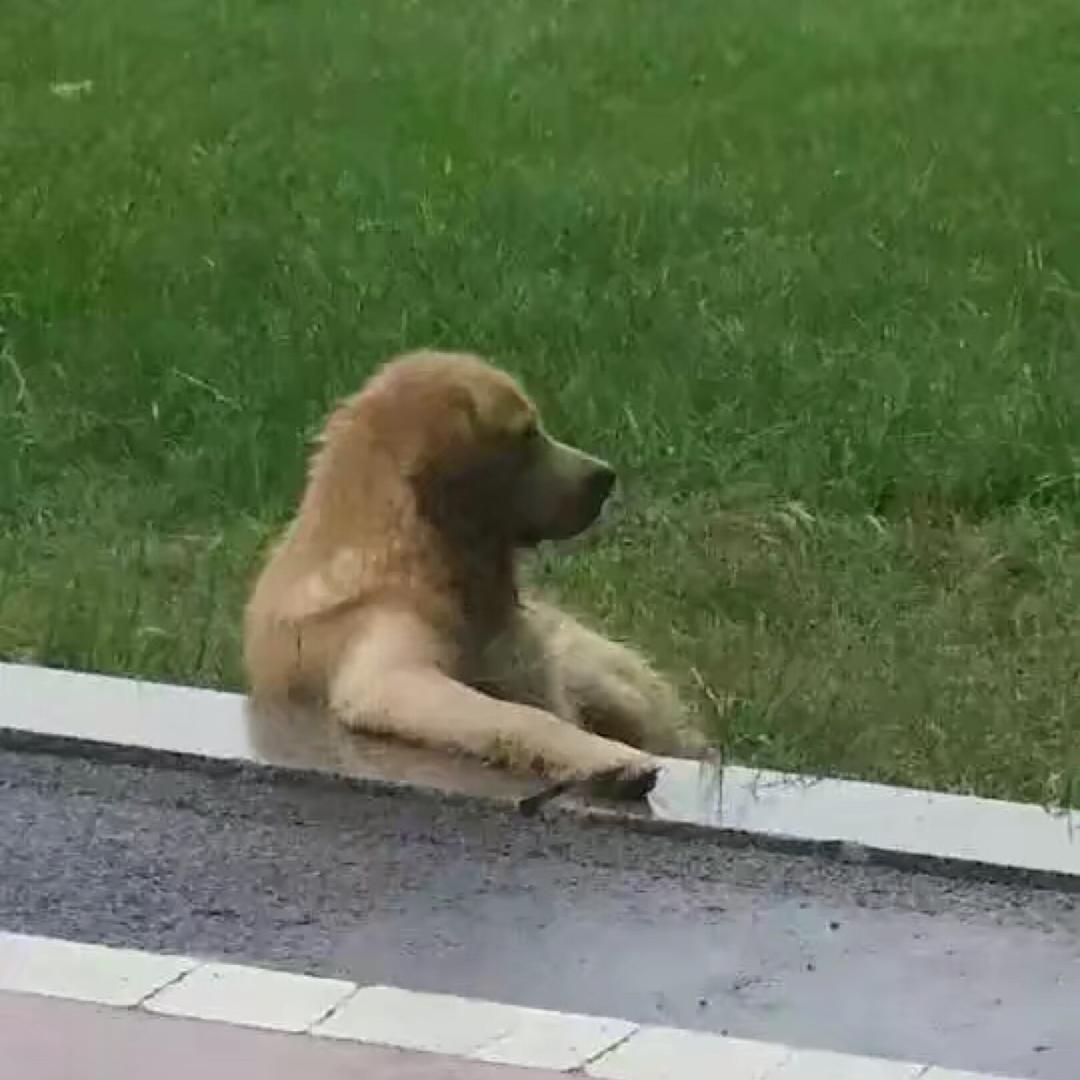 鲤*鲫鱼