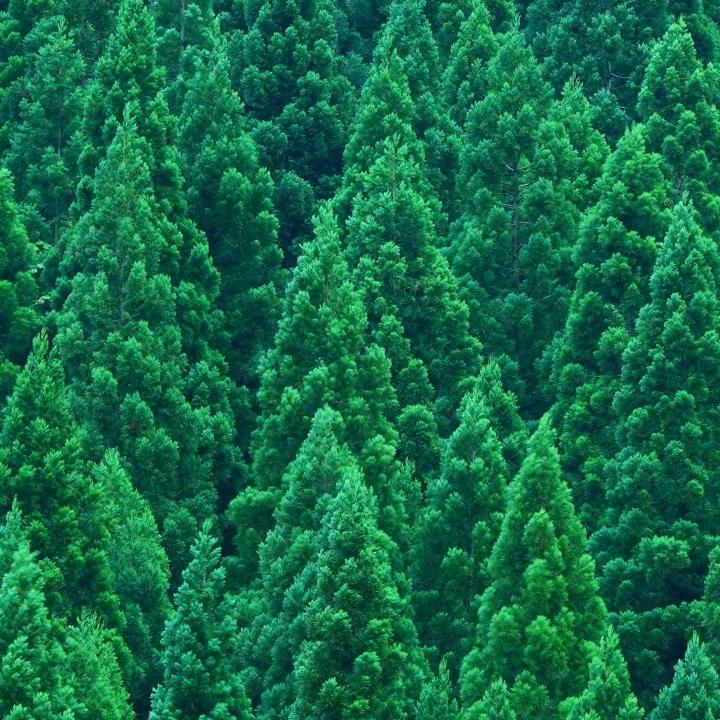 罗小白的铲屎官