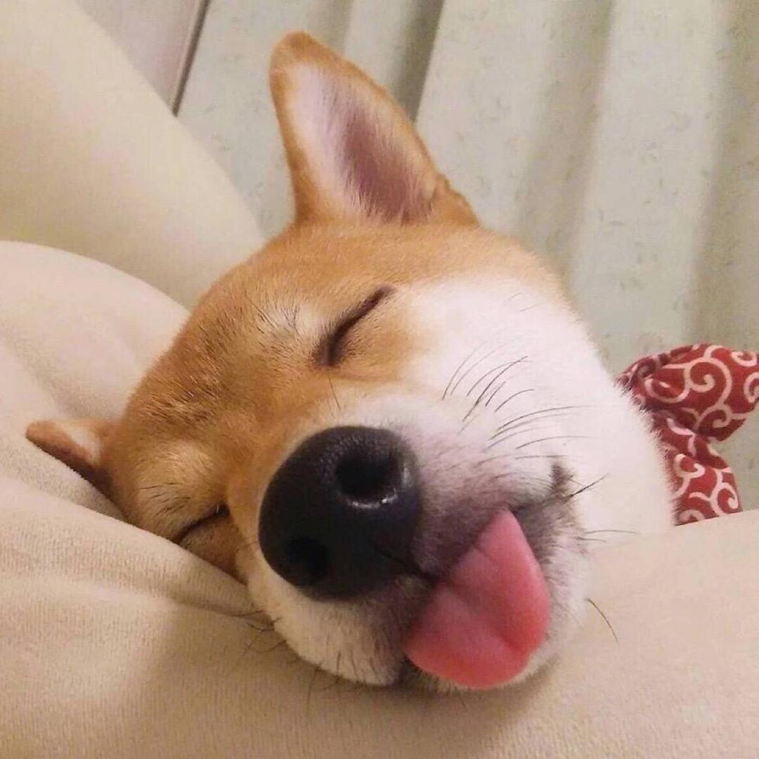 炸毛东北虎🐯