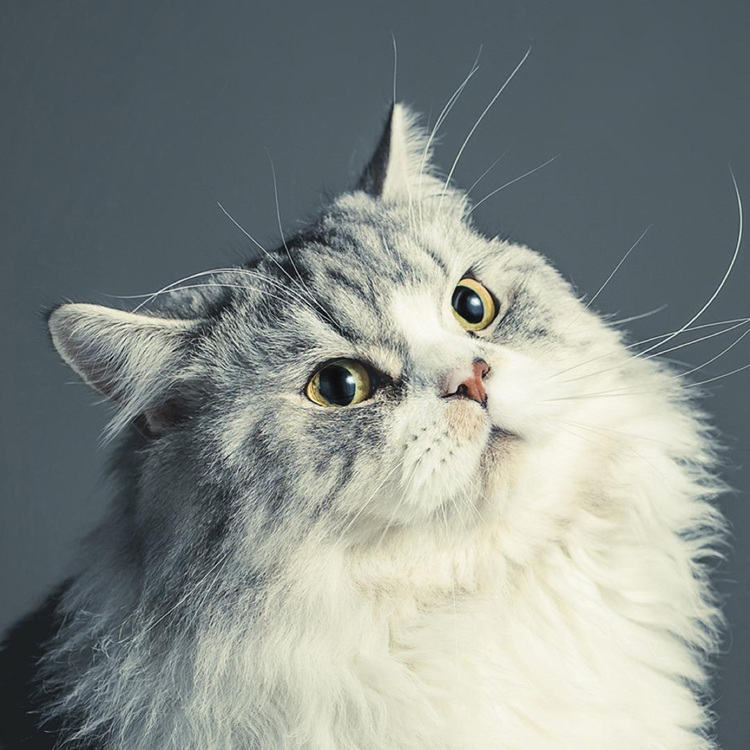 猫猫