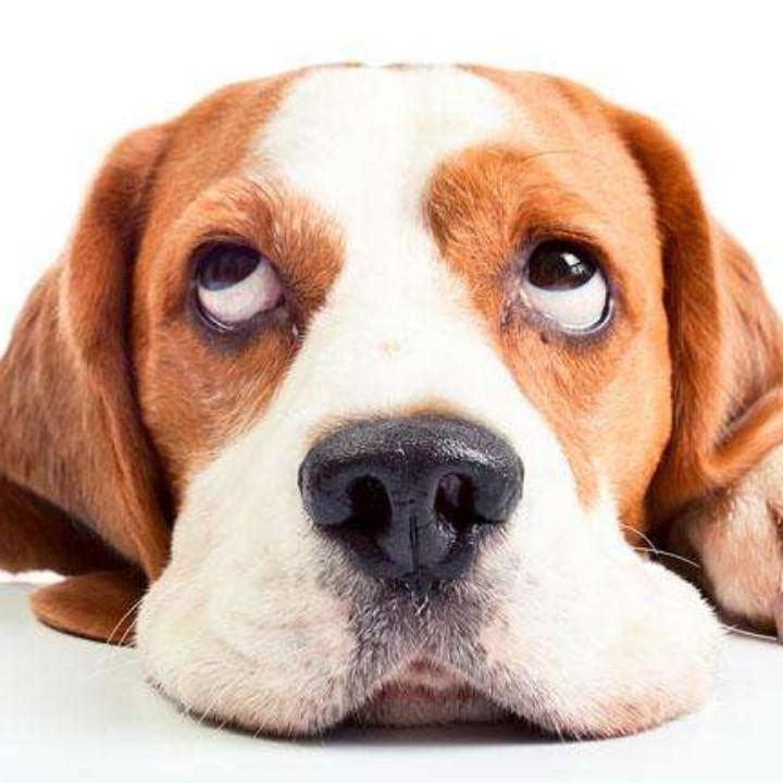 ⭐福气满满多多