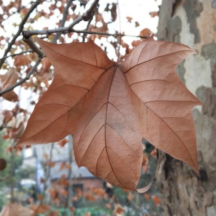 三七六十一