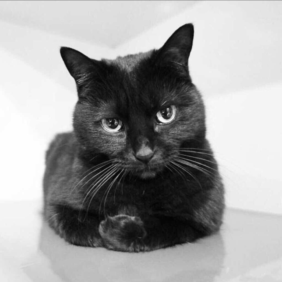 分享黑猫