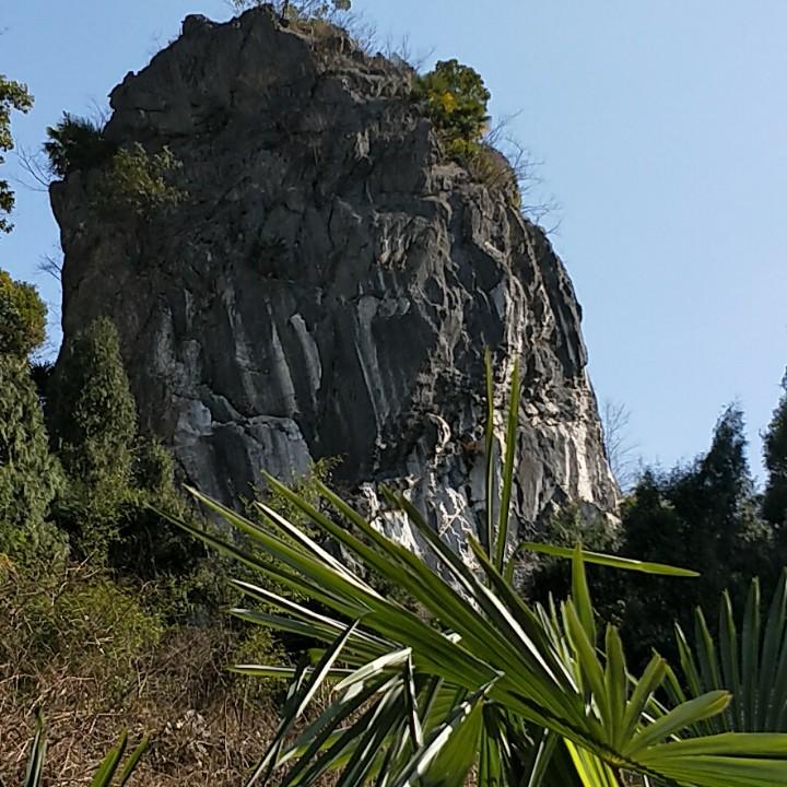 黄哲