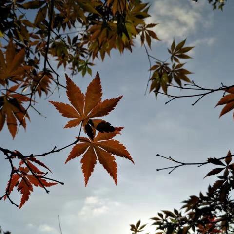 格羽