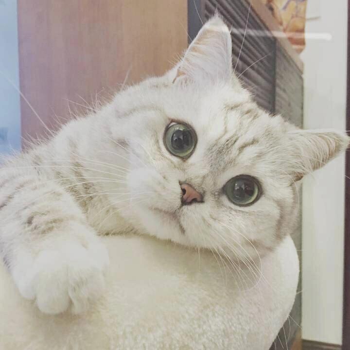 八分