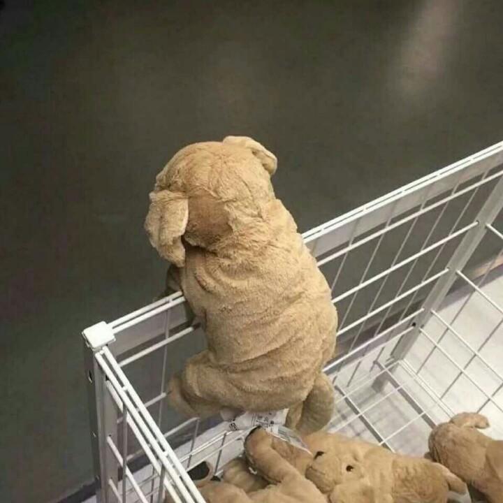wwwweih