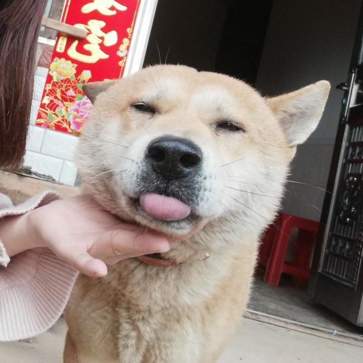萌宠要上天