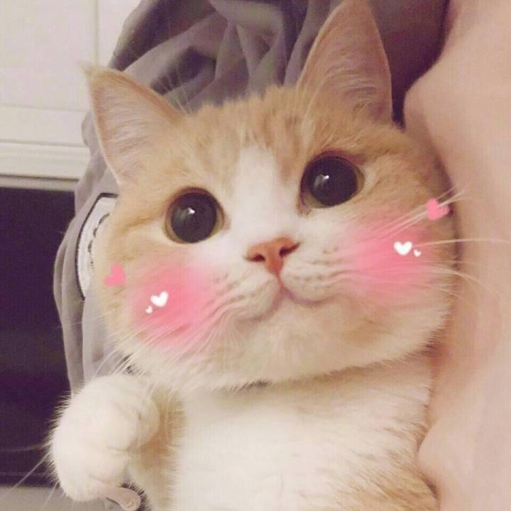 喜鹊