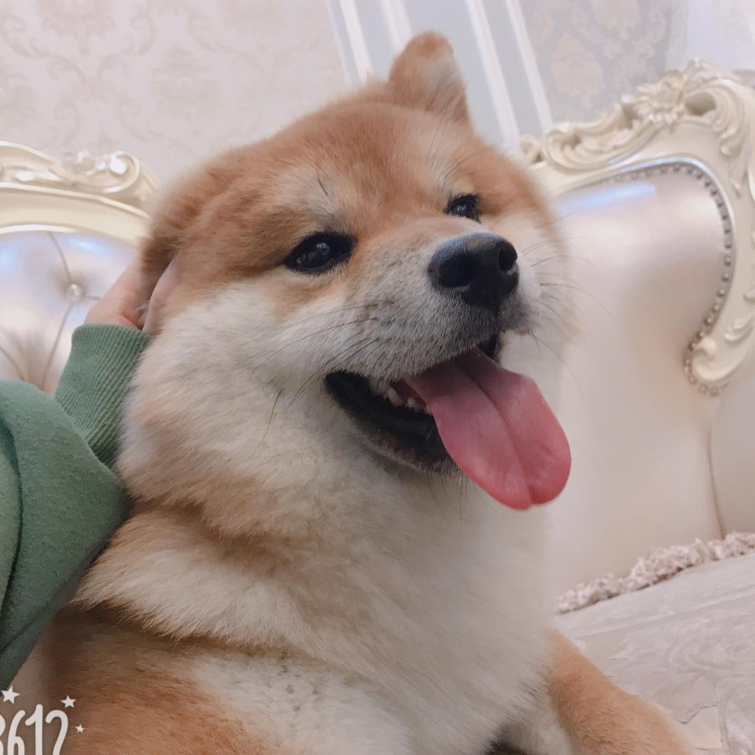 小明小白我的心