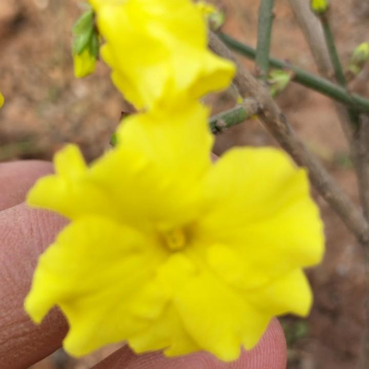 临沂迎春花盆景品种