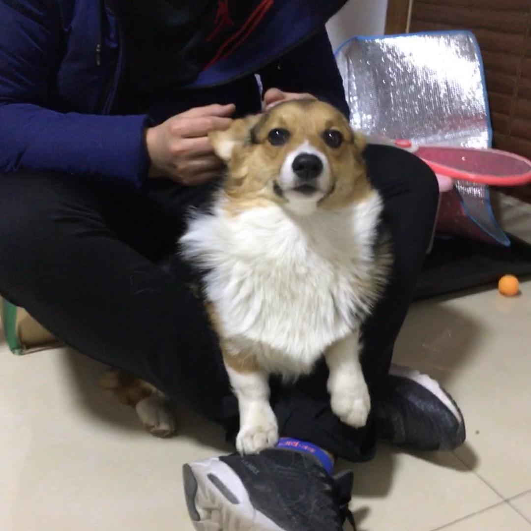 Jojo Qiao