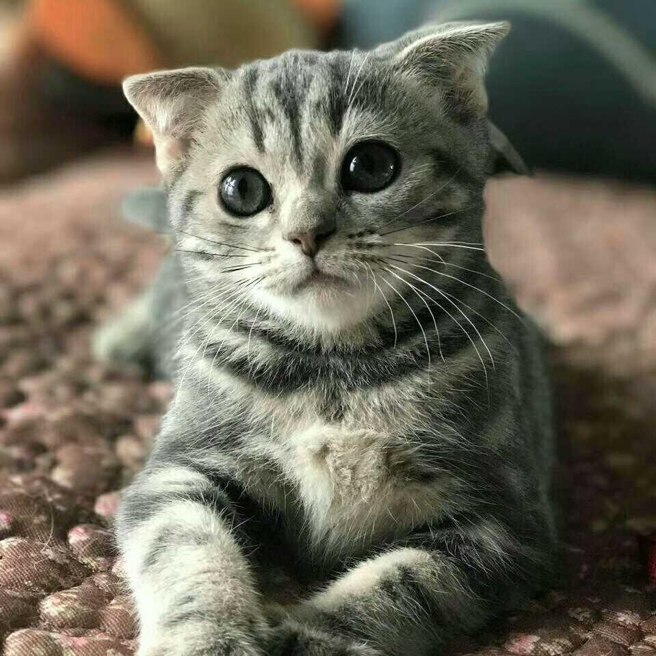 大王叫我来巡山