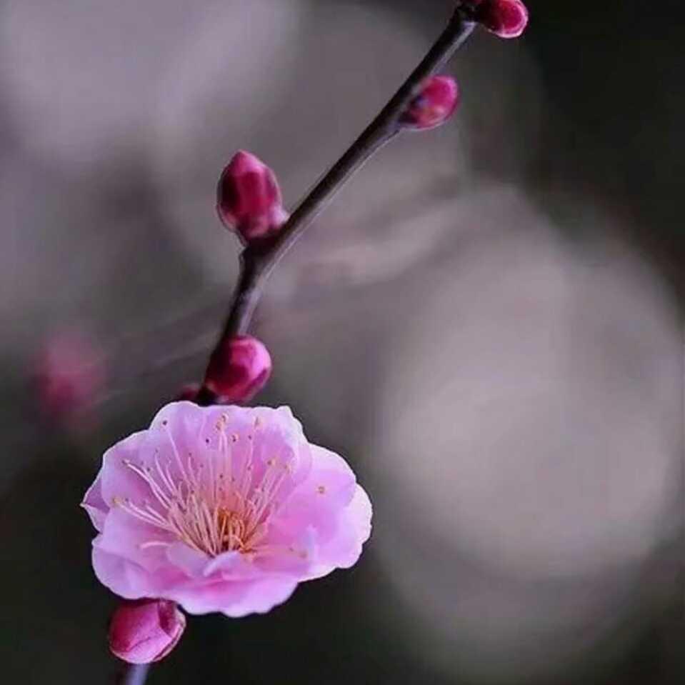 茂华机械压球机