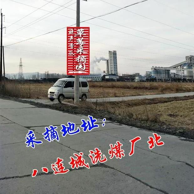 晓声香莓采摘园