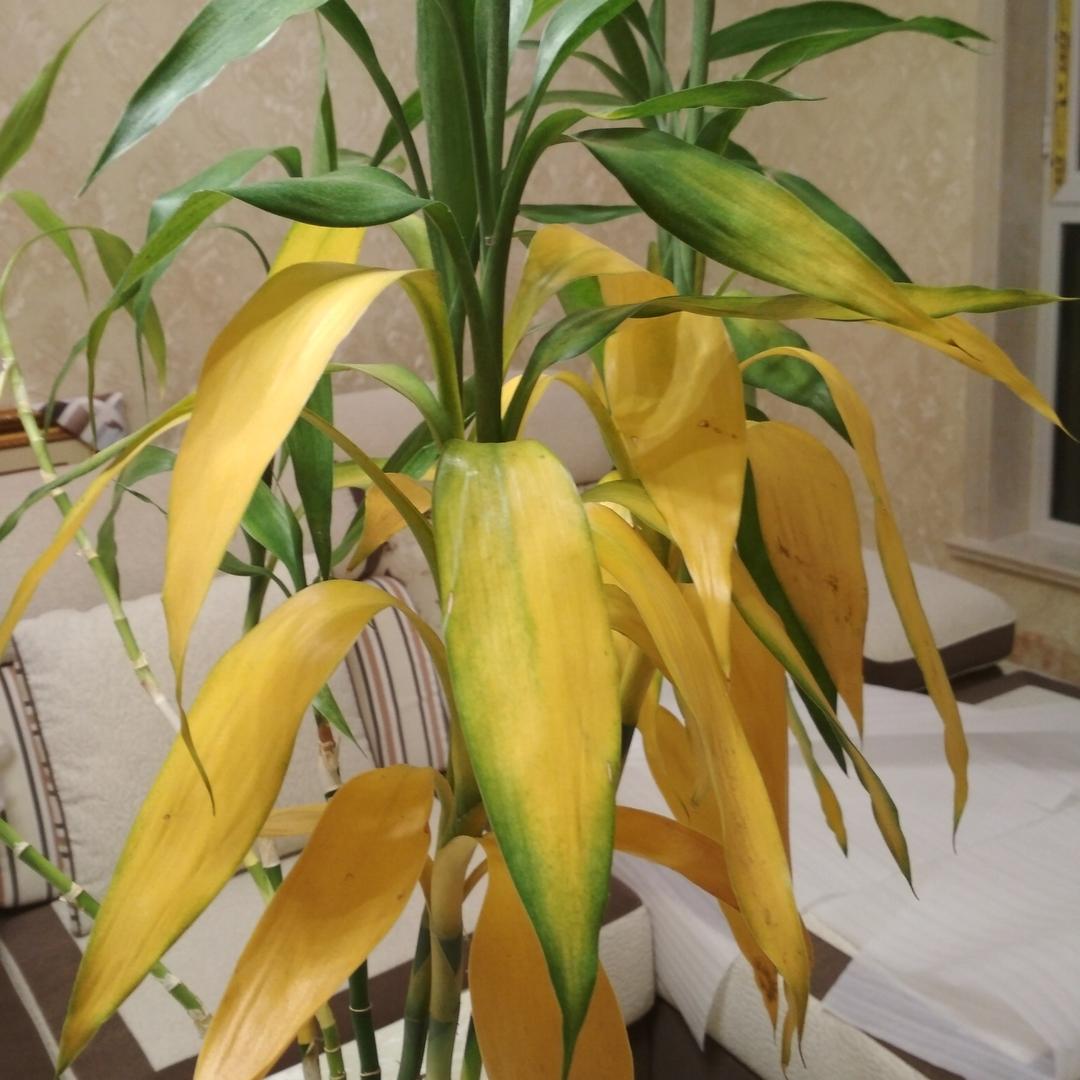 一帆永风顺