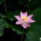 原阳康达田园养老院