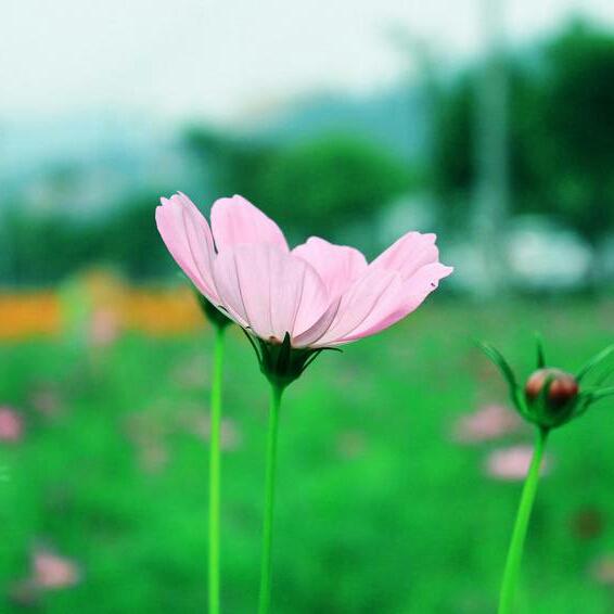花好月圆609