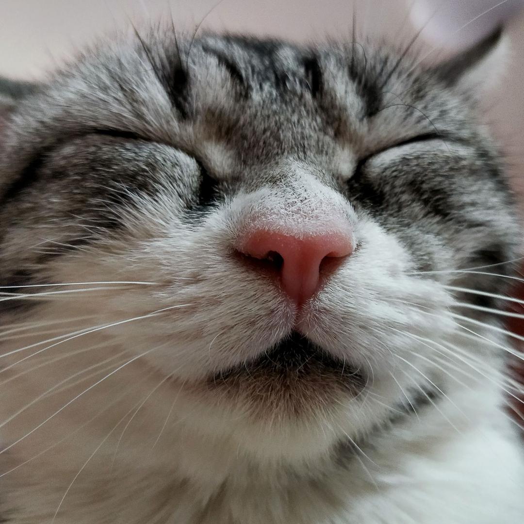 只愿一生爱一猫