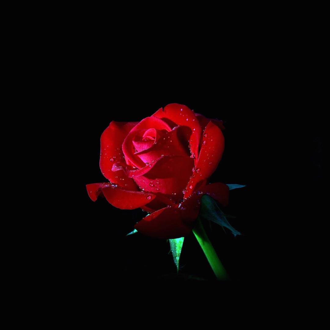🌷.大宝贝羽竹.🌷