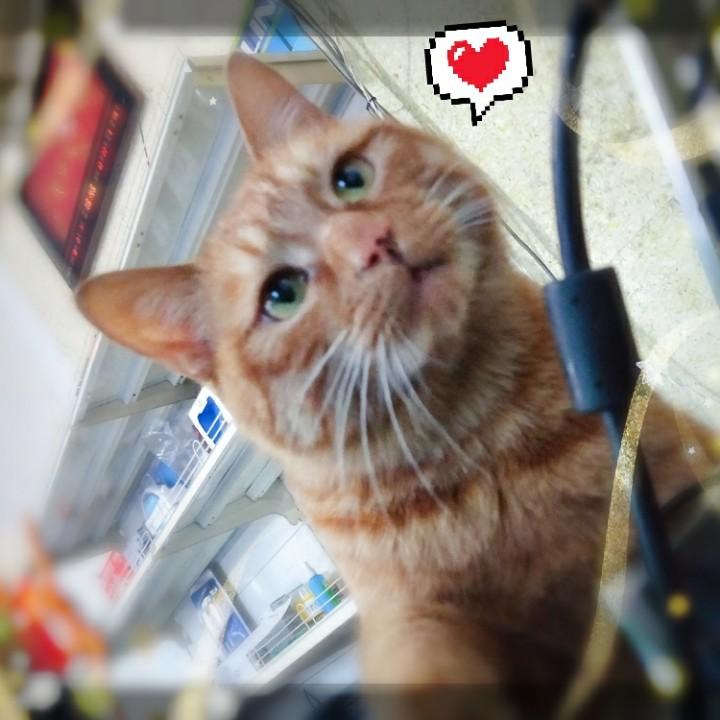 猫老橘（佳木斯电脑上门维修）