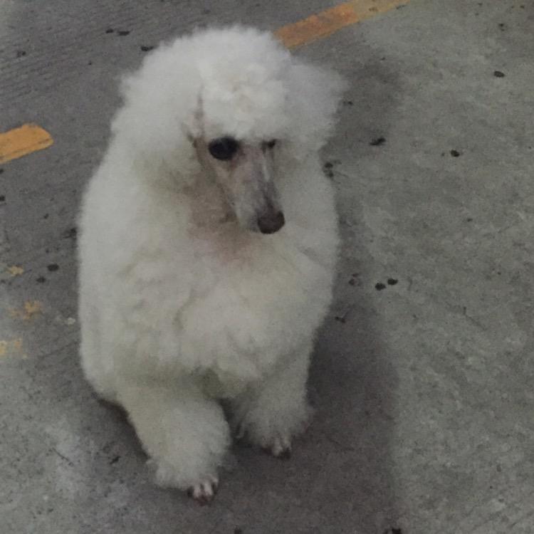 anguo