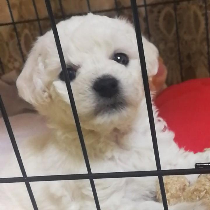 伯爵