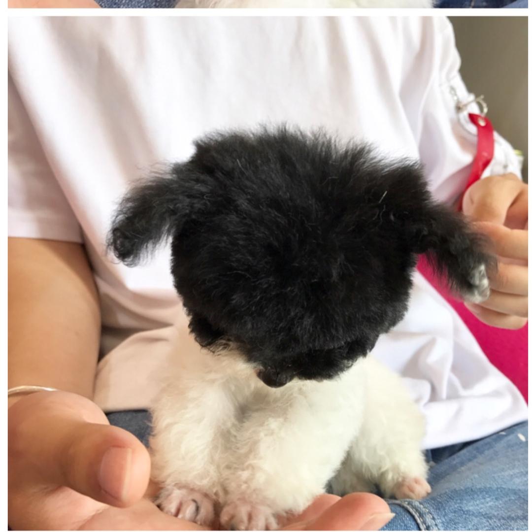 白名灬