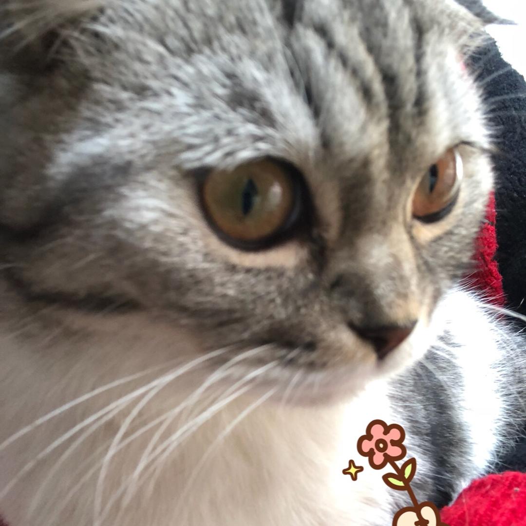 Bobi