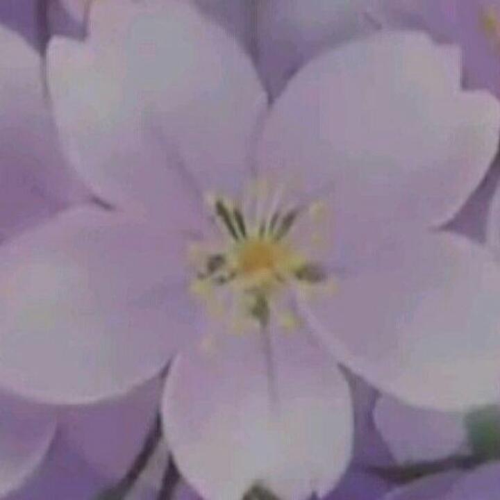 樱花樱花喜欢你