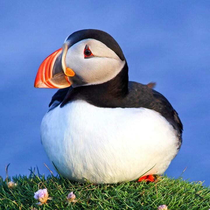 岁月似桶猪饲料