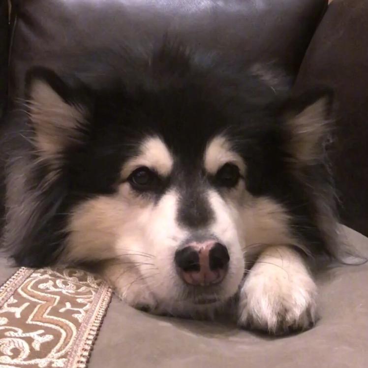 不好意思，杠开！