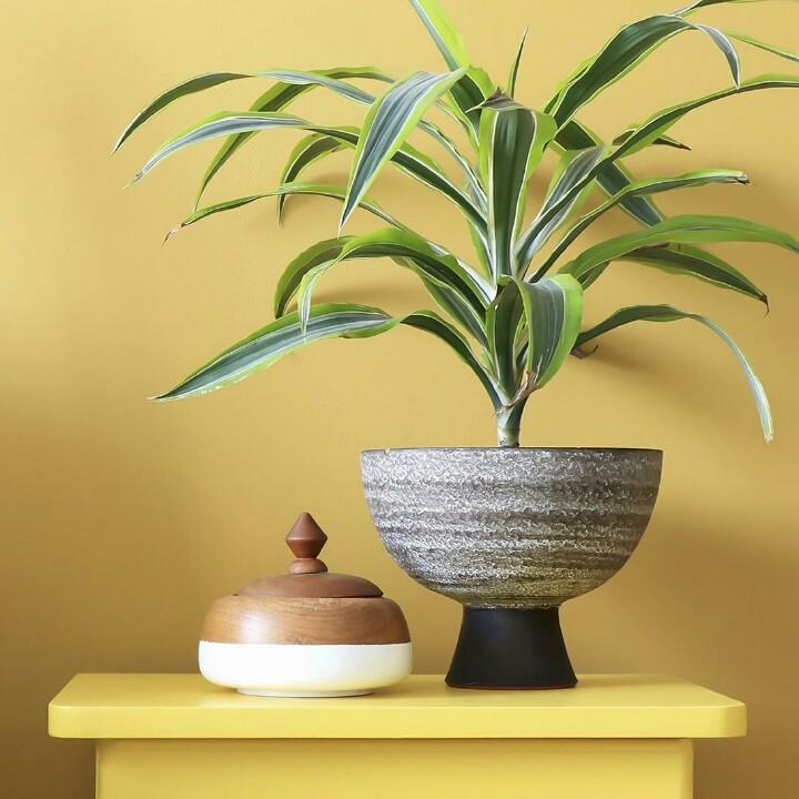 吐鲁番汉米瓜