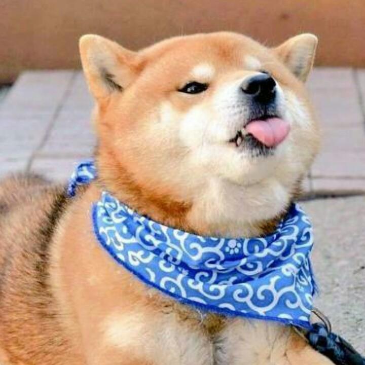 会放彩虹屁的羊驼