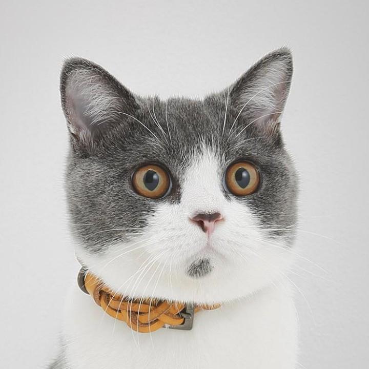 论羊怎么吸引牛