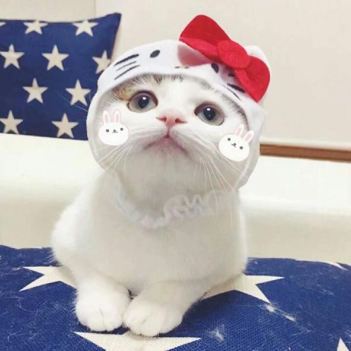 冷月卿