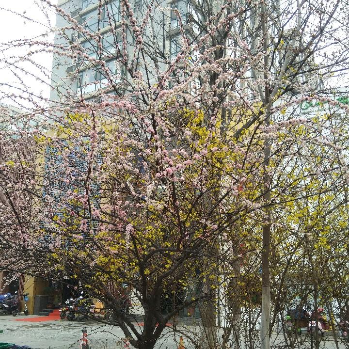 盛夏的果实