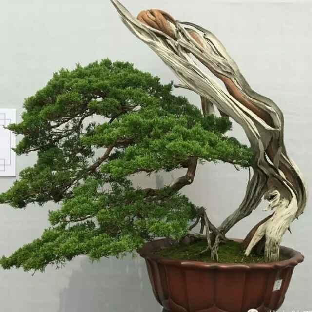 绿化小子