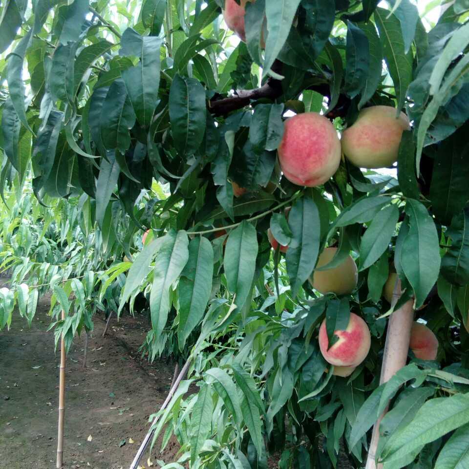 一生平安4217047758389