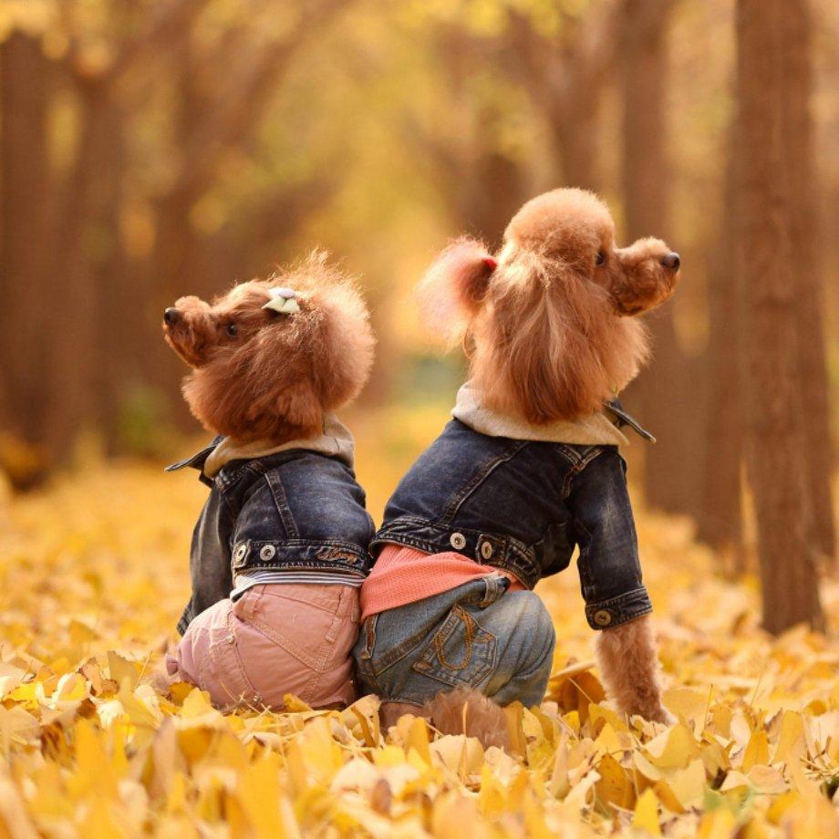 牵着蚂蚁去散步651