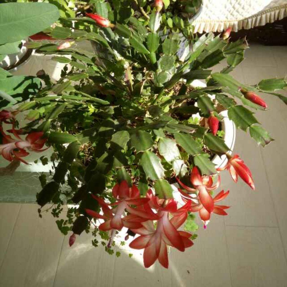 心想事成9035094051676