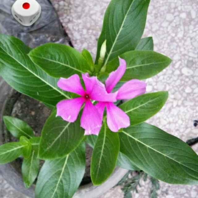 陌上花开\_du7f