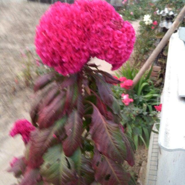 忘忧草_210414