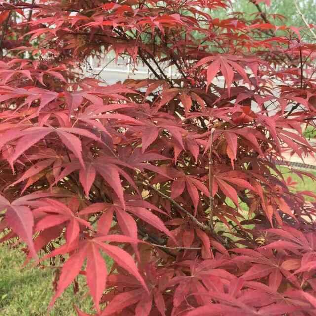 春天的太阳