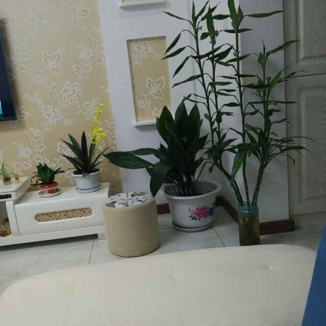 萍步青云_