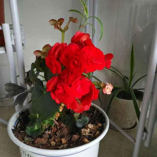 花好月园_18861
