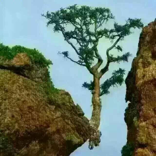 梅花庄主_