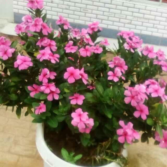 青春永驻_21274