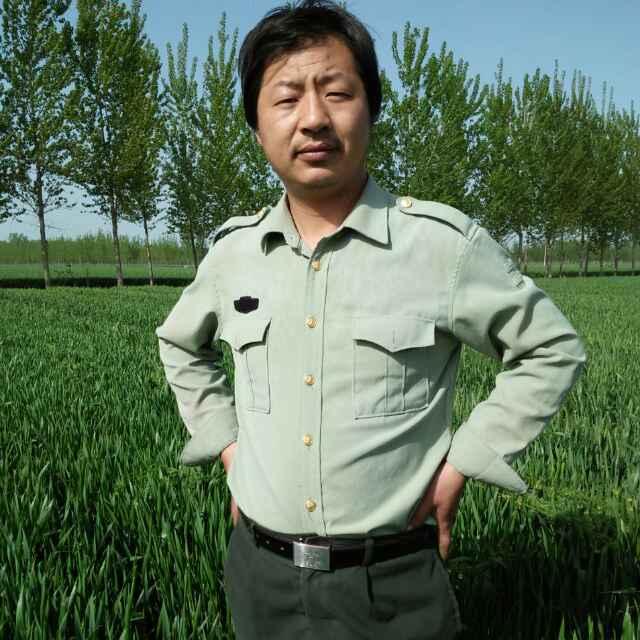 花开富贵竹